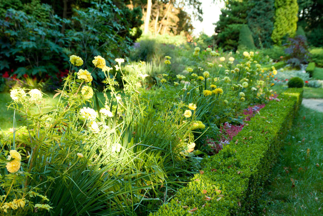 yellow flowers on garden